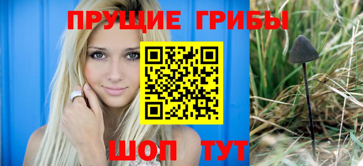 Псилоцибиновые грибы Psilocybine cubensis Горячий Ключ